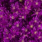 Desert Daisies